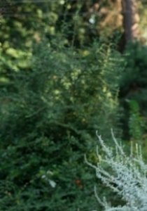 Индивидуалка: Ксюша